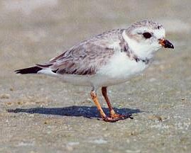 piping-plover