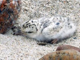 research-baby-plover