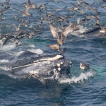 Seabirds on a Humpback Whale -Courtesy Pamela Lowell
